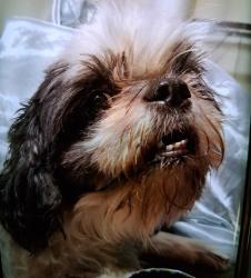 Reunited Male Dog last seen Riverside Cemetary. At the end of Hartranft Ave in Norristown, Norristown, PA 19401