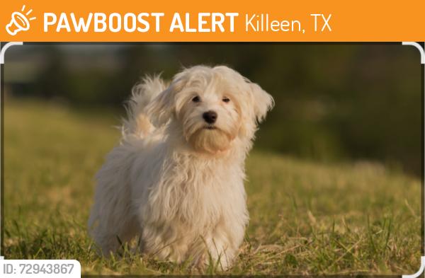 Found/Stray Unknown Dog last seen Ira Cross Junior Elementary School - Pilgram Drive , Killeen, TX 76543