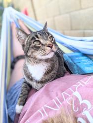 Lost Male Cat last seen 163rd Drive and Desert Oasis Blvd, Surprise, AZ 85387