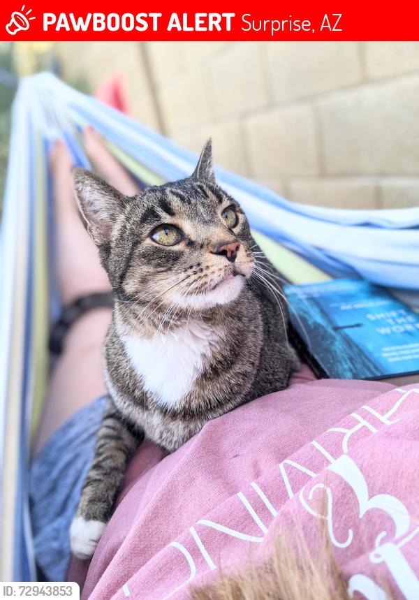 Lost Male Cat last seen 163rd Drive and Desert Oasis Blvd, Surprise, AZ 85387