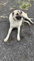 Reunited Male Dog last seen Gibson & North Wenas Roads near fire station , Yakima County, WA 98942