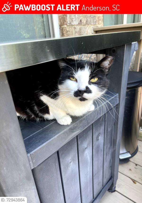 Deceased Female Cat last seen Edgebrook Drive, Anderson SC, Anderson, SC 29621