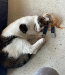 Reunited Female Cat last seen Delhi Rd and Anderson Ferry Rd, Cincinnati, OH 45238