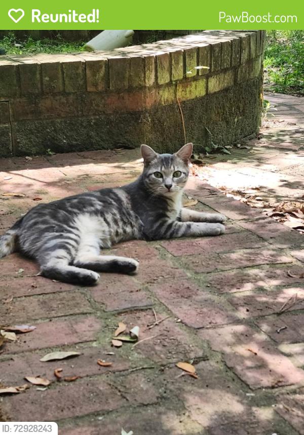 Reunited Male Cat last seen Leah Lane and Twiss, Tallahassee, FL 32303