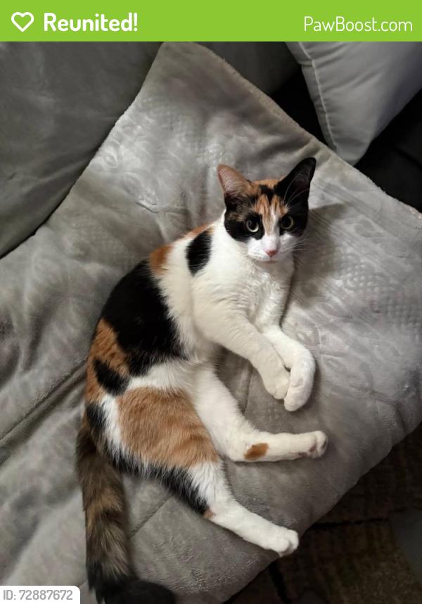 Reunited Female Cat last seen Brandt pike and Powell rd, Dayton, OH 45424