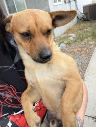 Found/Stray Male Dog last seen Community hosp San Bernardino , San Bernardino, CA 92411