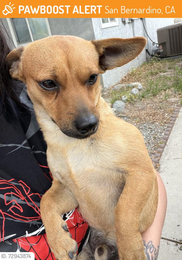 Found/Stray Male Dog last seen Community hosp San Bernardino , San Bernardino, CA 92411