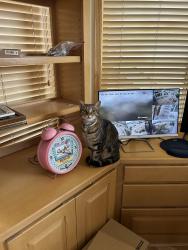 Lost Male Cat last seen Vista de Oro, Placitas, NM 87043