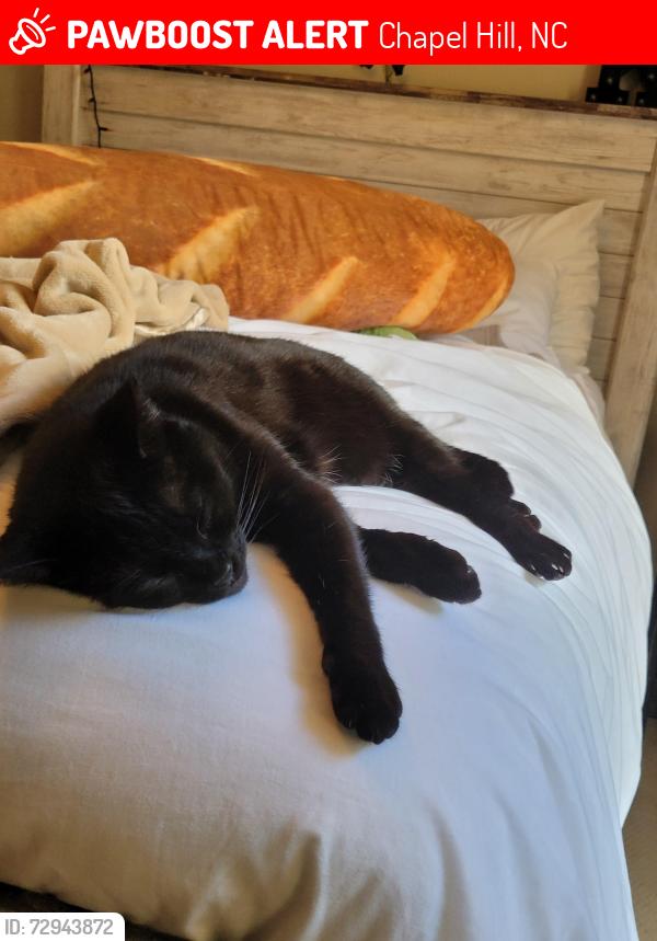 Lost Female Cat last seen Old listra road, Chapel Hill, NC 27517