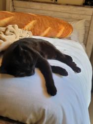 Lost Female Cat last seen Old listra road, Chapel Hill, NC 27517