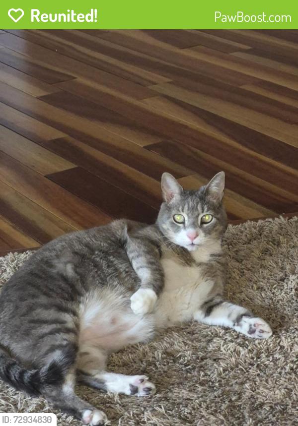 Reunited Female Cat last seen Near Yalta Ln Ne Circle Pines Mn 55014, Circle Pines, MN 55014