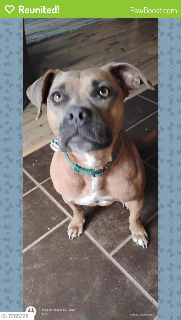 Reunited Female Dog last seen Near 701, Conway, SC 29526