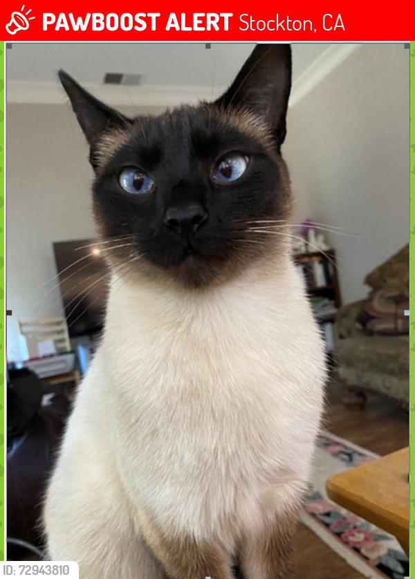 Lost Male Cat last seen creek trrail circle & whistler, Stockton, CA 95209
