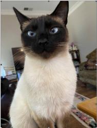 Lost Male Cat last seen creek trrail circle & whistler, Stockton, CA 95209