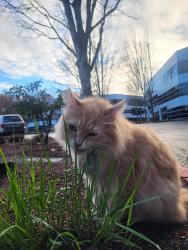 Lost Male Cat last seen Galewood Street & Carman Drive, Lake Oswego, OR 97035