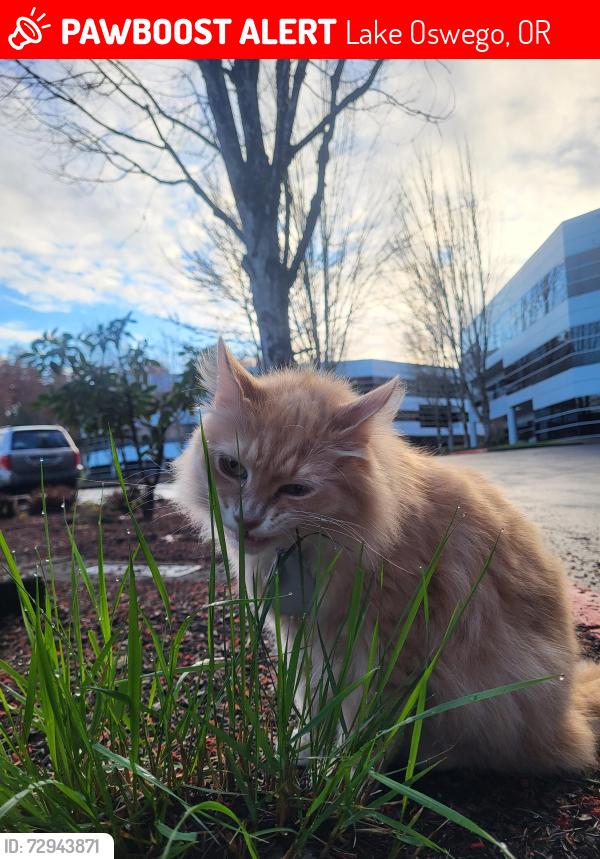 Lost Male Cat last seen Galewood Street & Carman Drive, Lake Oswego, OR 97035