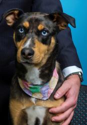 Lost Female Dog last seen Elm st, Blackstone, MA 01504