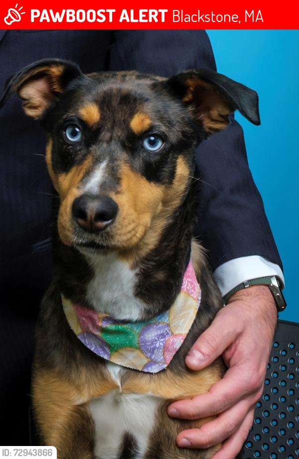 Lost Female Dog last seen Elm st, Blackstone, MA 01504