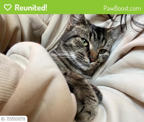 Reunited Female Cat last seen Rolling Roads Neighborhood , Greensboro, NC 27407
