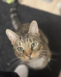 Reunited Male Cat last seen Mercier ave, Case St, Bristol, CT 06010