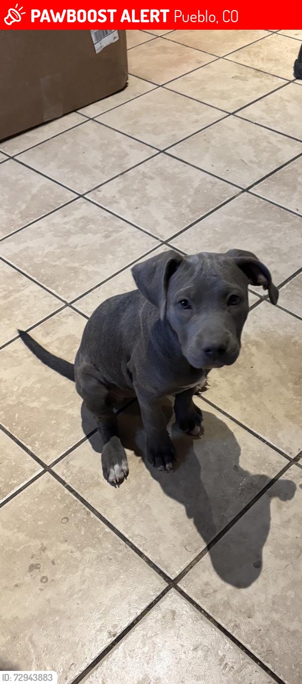 Lost Female Dog last seen Cornell cir and loyola 81005, Pueblo, CO 81005