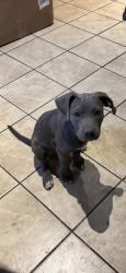 Lost Female Dog last seen Cornell cir and loyola 81005, Pueblo, CO 81005