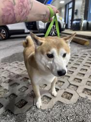 Reunited Male Dog last seen Near sw 131st path, Miami, FL 33183