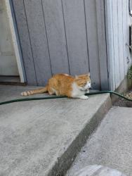 Reunited Male Cat last seen University Avenue and Sunset Drive, Forest Grove, OR 97116