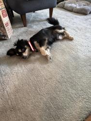 Reunited Male Dog last seen Parr and Settlemier, Woodburn, OR 97071