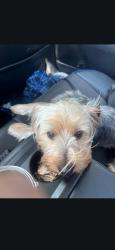 Reunited Male Dog last seen Dolores St/ 236th, Carson, CA 90745