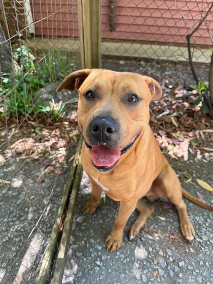 Shelter Stray Male Dog last seen Atlanta, GA 30310, Atlanta, GA 30336