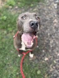 Shelter Stray Male Dog last seen Atlanta, GA 30315, Atlanta, GA 30336
