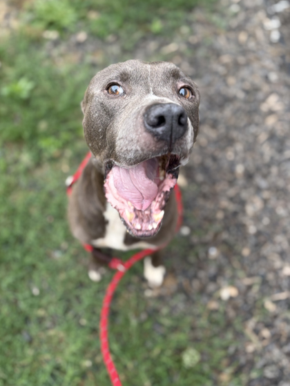 Shelter Stray Male Dog last seen Atlanta, GA 30315, Atlanta, GA 30336