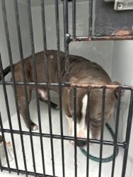 Shelter Stray Male Dog last seen Atlanta, GA 30314, Atlanta, GA 30336