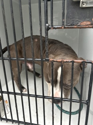 Shelter Stray Male Dog last seen Atlanta, GA 30314, Atlanta, GA 30336