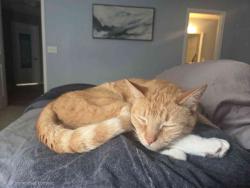 Reunited Male Cat last seen High medow dr, Cary, NC 27511