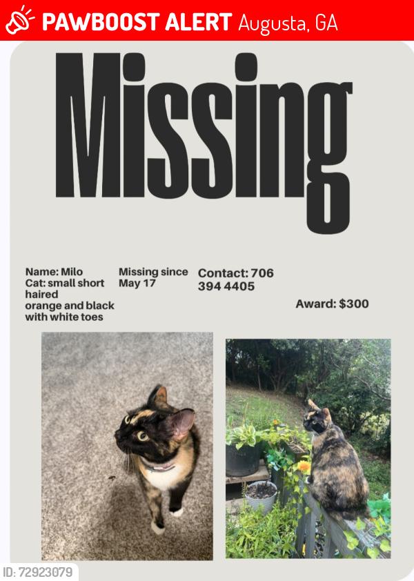 Lost Female Cat last seen Washington road, Augusta, GA 30907