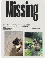 Lost Female Cat last seen Washington road, Augusta, GA 30907