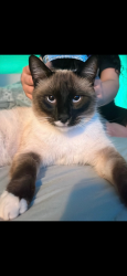 Lost Male Cat last seen North ave near bidwell jr, Chico, CA 95926