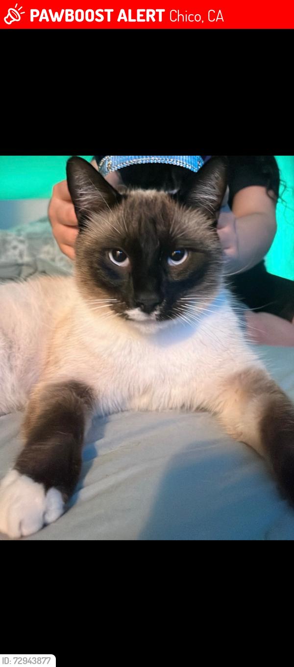 Lost Male Cat last seen North ave near bidwell jr, Chico, CA 95926