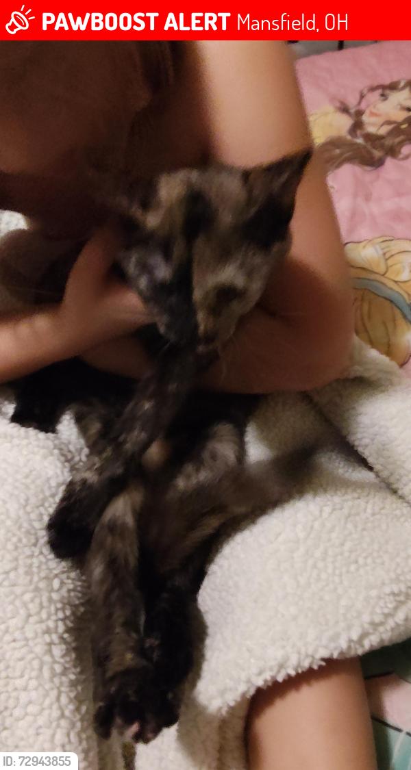 Lost Female Cat last seen Marion Avenue, Mansfield, OH 44903