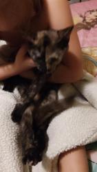 Lost Female Cat last seen Marion Avenue, Mansfield, OH 44903