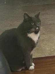 Lost Female Cat last seen Irving St/ Elizabeth Ave, Winston-Salem, NC 27103