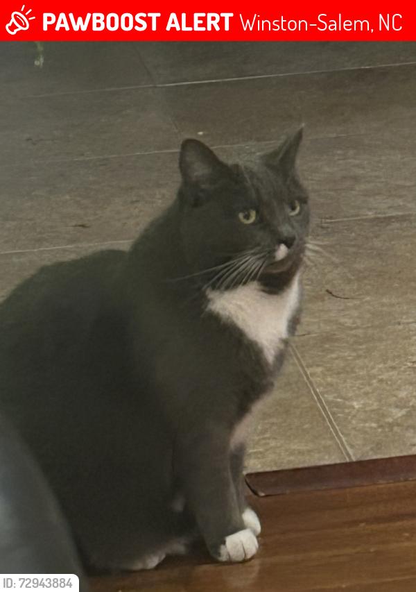 Lost Female Cat last seen Irving St/ Elizabeth Ave, Winston-Salem, NC 27103