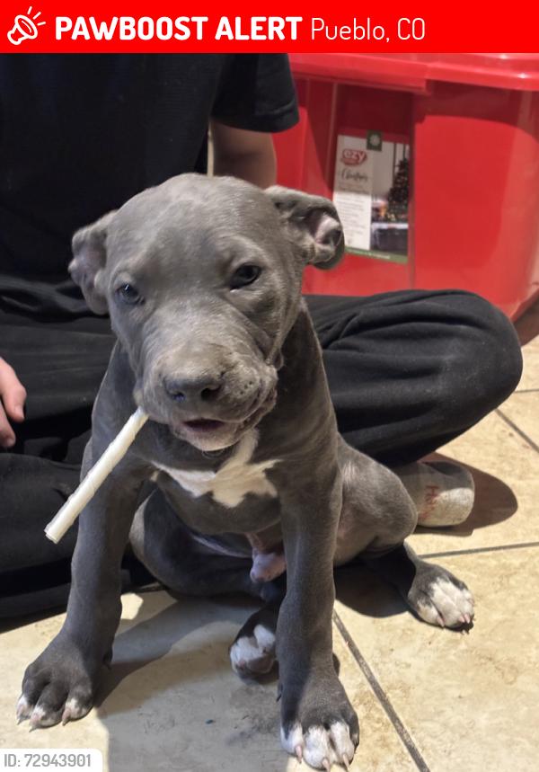 Lost Male Dog last seen Cornell cir and loyola 81005, Pueblo, CO 81005