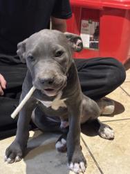 Lost Male Dog last seen Cornell cir and loyola 81005, Pueblo, CO 81005