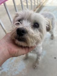 Reunited Female Dog last seen Vineyard boulevard , Rancho Cucamonga, CA 91730