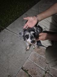 Found/Stray Male Dog last seen Sandpiper Blvd hmstd , Homestead, FL 33035