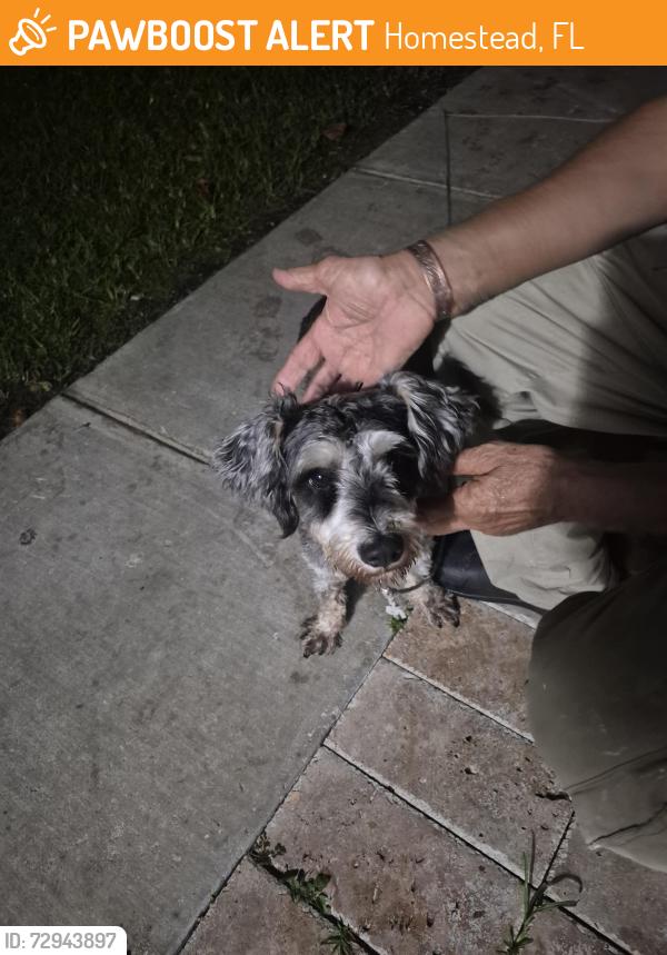 Found/Stray Male Dog last seen Sandpiper Blvd hmstd , Homestead, FL 33035