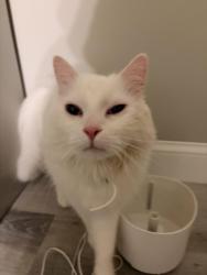Reunited Male Cat last seen Lisa ln, anthony dr, Schenectady, NY 12303